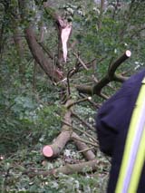 Umgestürzter Baum auf Schiene