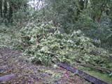 Umgestürzter Baum auf Schiene