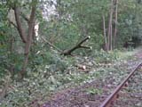 Umgestürzter Baum auf Schiene